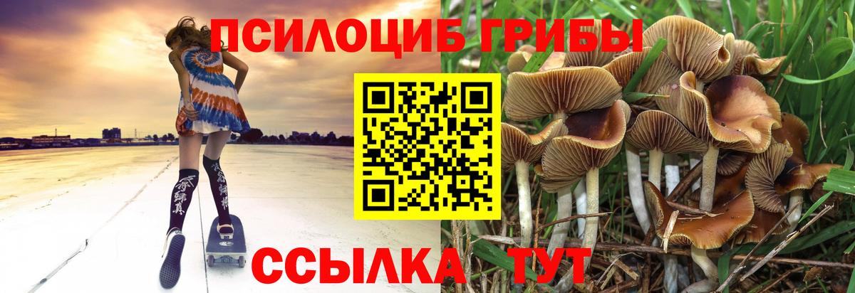 Псилоцибиновые грибы Cubensis  Галлюциногенные грибы Cubensis  Тихвин  Вход с VPN 